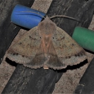 Pantydia (genus) at Wanniassa, ACT - 26 Dec 2020 09:48 PM