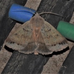 Pantydia (genus) (An Erebid moth) at Wanniassa, ACT - 26 Dec 2020 by JohnBundock