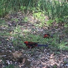 Platycercus elegans (Crimson Rosella) at ANBG - 26 Dec 2020 by Tapirlord