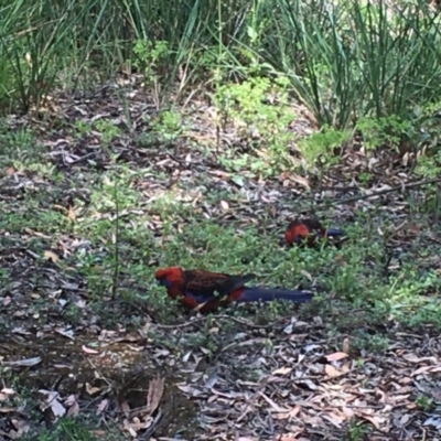 Platycercus elegans (Crimson Rosella) at Acton, ACT - 26 Dec 2020 by Tapirlord