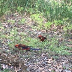 Platycercus elegans at Acton, ACT - 26 Dec 2020