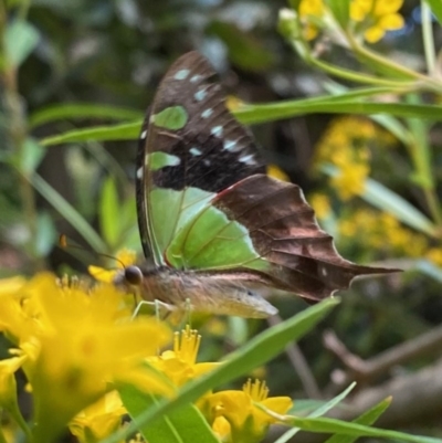 Graphium macleayanum (Macleay's Swallowtail) at ANBG - 27 Dec 2020 by Tapirlord