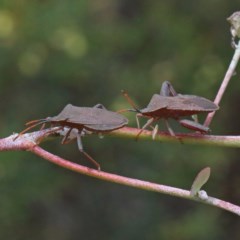 Amorbus sp. (genus) (Eucalyptus Tip bug) at Dryandra St Woodland - 15 Dec 2020 by ConBoekel