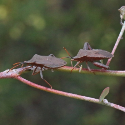 Amorbus (genus) (Eucalyptus Tip bug) at O'Connor, ACT - 15 Dec 2020 by ConBoekel