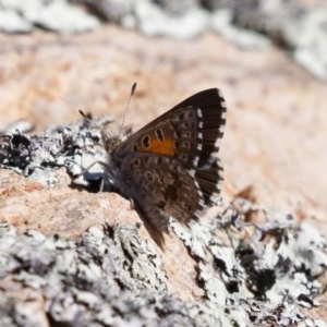 Lucia limbaria at Michelago, NSW - 27 Dec 2020