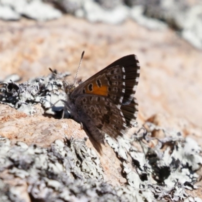 Lucia limbaria (Chequered Copper) at Michelago, NSW - 26 Dec 2020 by Illilanga