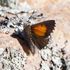 Lucia limbaria at Michelago, NSW - 27 Dec 2020