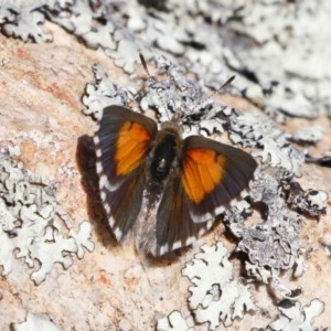 Lucia limbaria at Michelago, NSW - 27 Dec 2020 08:53 AM