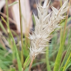 Enneapogon nigricans at Griffith, ACT - 27 Dec 2020