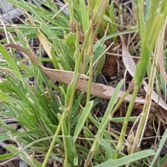 Enneapogon nigricans at Griffith, ACT - 27 Dec 2020