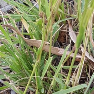 Enneapogon nigricans at Griffith, ACT - 27 Dec 2020