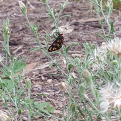 Amata (genus) (Handmaiden Moth) at Kambah, ACT - 15 Dec 2020 by plaxy