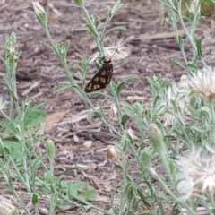 Amata (genus) (Handmaiden Moth) at Kambah, ACT - 14 Dec 2020 by plaxy