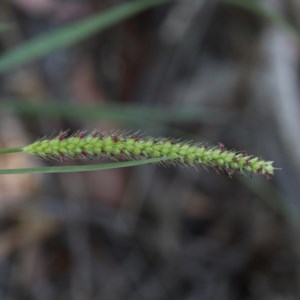 Setaria parviflora at O'Connor, ACT - 27 Dec 2020