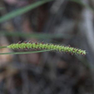 Setaria parviflora at O'Connor, ACT - 27 Dec 2020 10:19 AM