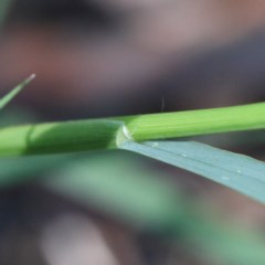 Setaria parviflora at O'Connor, ACT - 27 Dec 2020