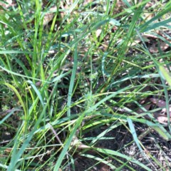 Setaria parviflora at O'Connor, ACT - 27 Dec 2020