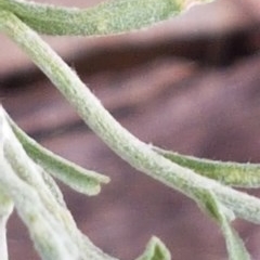 Vittadinia gracilis (New Holland Daisy) at Griffith, ACT - 27 Dec 2020 by SRoss