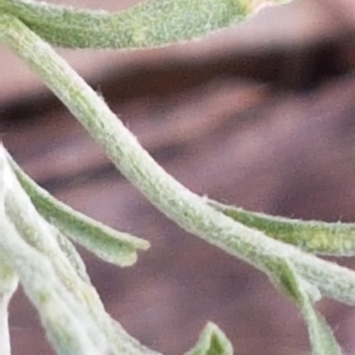 Vittadinia gracilis (New Holland Daisy) at Bass Gardens Park, Griffith - 27 Dec 2020 by SRoss