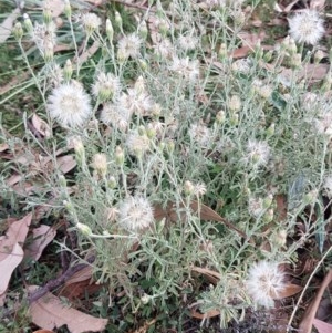 Vittadinia gracilis at Griffith, ACT - 27 Dec 2020