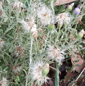 Vittadinia gracilis at Griffith, ACT - 27 Dec 2020