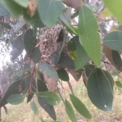 Smicrornis brevirostris (Weebill) at Majura, ACT - 25 Dec 2020 by jgiacon