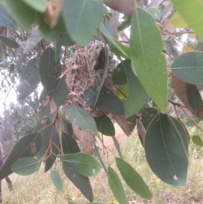 Smicrornis brevirostris (Weebill) at Mount Ainslie - 25 Dec 2020 by JohnGiacon