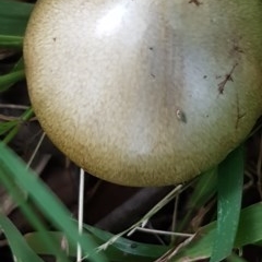 Amanita phalloides at Griffith, ACT - 27 Dec 2020 by SRoss