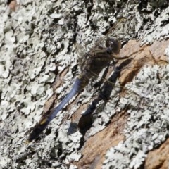 Orthetrum caledonicum (Blue Skimmer) at Illilanga & Baroona - 26 Dec 2020 by Illilanga