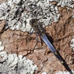 Orthetrum caledonicum at Michelago, NSW - 27 Dec 2020