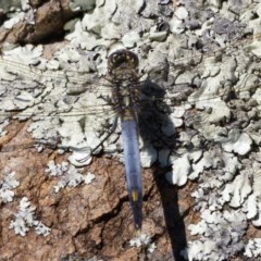 Orthetrum caledonicum at Michelago, NSW - 27 Dec 2020