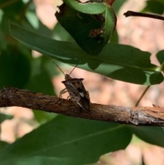 Oechalia schellenbergii (Spined Predatory Shield Bug) at Murrumbateman, NSW - 27 Dec 2020 by SimoneC