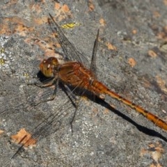 Diplacodes bipunctata (Wandering Percher) at Michelago, NSW - 27 Dec 2020 by Illilanga