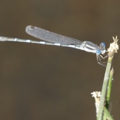 Austrolestes leda (Wandering Ringtail) at Michelago, NSW - 26 Dec 2020 by Illilanga