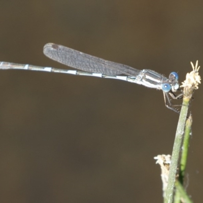 Austrolestes leda (Wandering Ringtail) at Illilanga & Baroona - 26 Dec 2020 by Illilanga