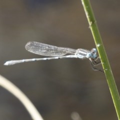 Austrolestes leda at Michelago, NSW - 27 Dec 2020