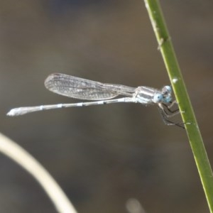 Austrolestes leda at Michelago, NSW - 27 Dec 2020 09:10 AM