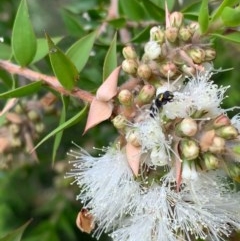 Hylaeus (Gnathoprosopis) amiculinus at Murrumbateman, NSW - 27 Dec 2020