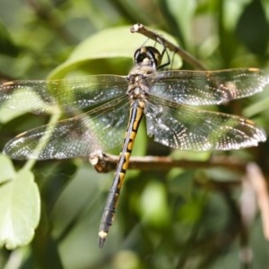 Hemicordulia tau at Red Hill, ACT - 25 Mar 2007