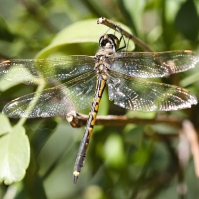 Hemicordulia tau (Tau Emerald) at Red Hill, ACT - 25 Mar 2007 by Illilanga