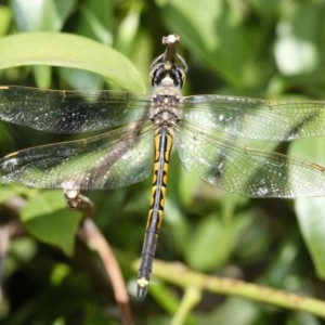 Hemicordulia tau at Red Hill, ACT - 25 Mar 2007