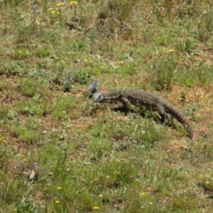 Varanus rosenbergi at Mount Clear, ACT - 11 Dec 2020