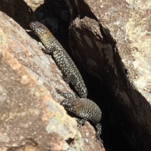 Egernia cunninghami at Kambah, ACT - 27 Dec 2020