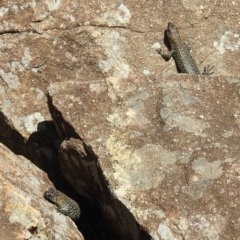 Egernia cunninghami at Kambah, ACT - 27 Dec 2020 11:13 AM