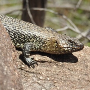 Egernia cunninghami at Kambah, ACT - 27 Dec 2020 11:13 AM