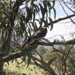 Aegotheles cristatus (Australian Owlet-nightjar) at Illilanga & Baroona - 27 Dec 2020 by Illilanga