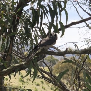 Aegotheles cristatus at Michelago, NSW - 27 Dec 2020