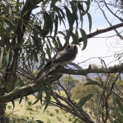Aegotheles cristatus (Australian Owlet-nightjar) at Michelago, NSW - 27 Dec 2020 by Illilanga