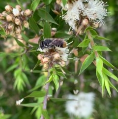 Megachile heliophila at Murrumbateman, NSW - 27 Dec 2020 by SimoneC