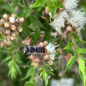 Megachile heliophila at Murrumbateman, NSW - 27 Dec 2020